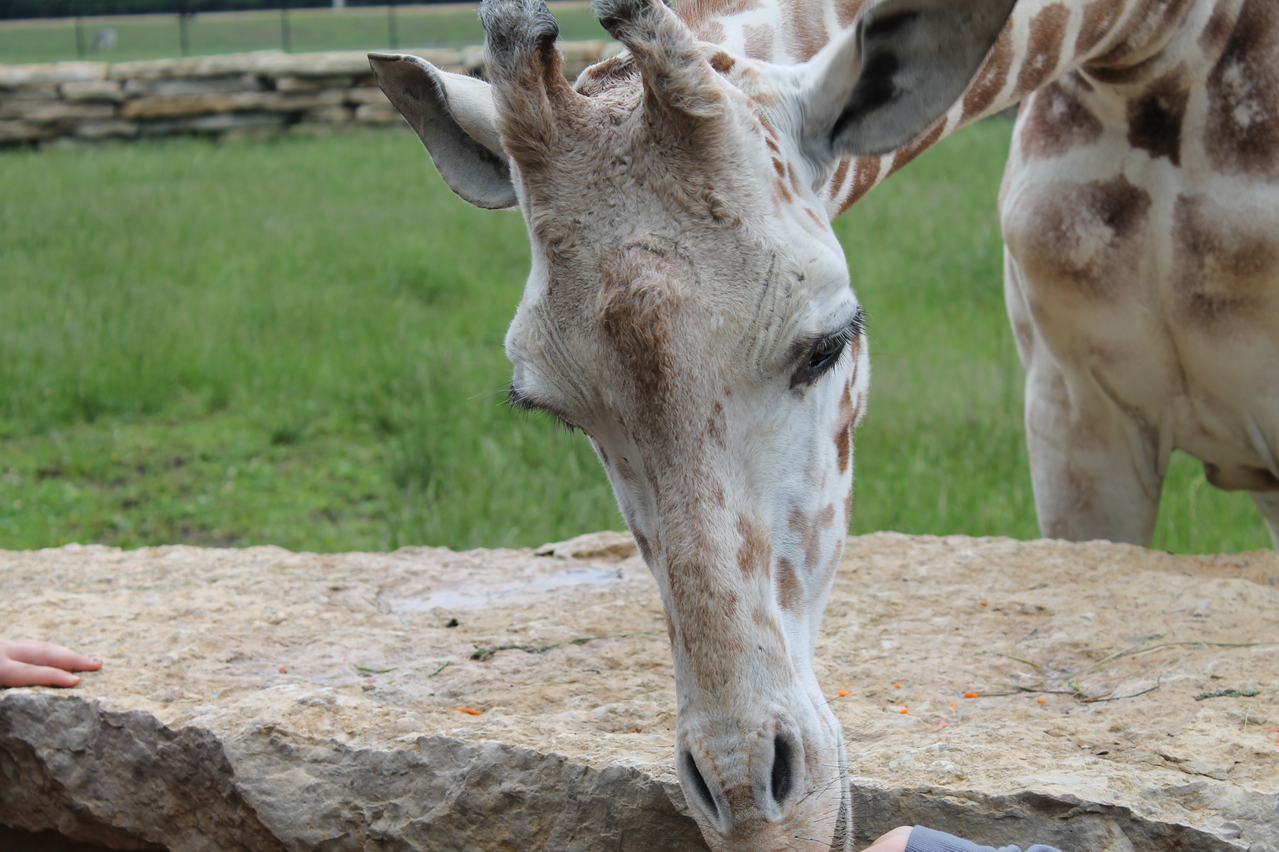 Timbavati Wildlife Park Wisconsin Dells, WI - Making Time for Mommy